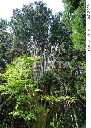 Senbonesugi Natural Monument Yamagata Prefecture Senbonesugi Natural Monument Yamagata Prefecture 40812359