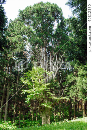 Senbonesugi Natural Monument Yamagata Prefecture Senbonesugi Natural Monument Yamagata Prefecture 40812380
