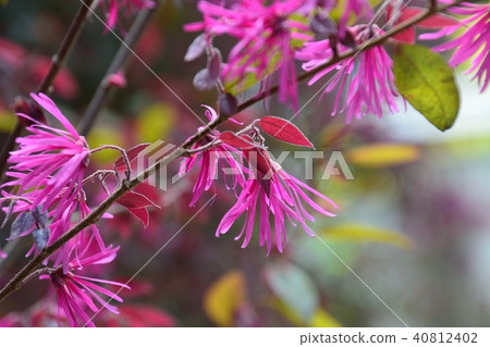 華麗的紅花Tokiwamansaku花 40812402
