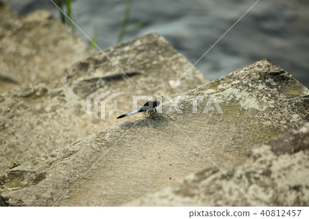 台灣，陽明山，峰湖，荒野，苔蘚，生態 40812457