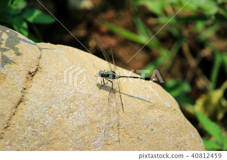 颱風，Mishiba，Sansei Shimichi，禪宗，生態，Koihana 40812459