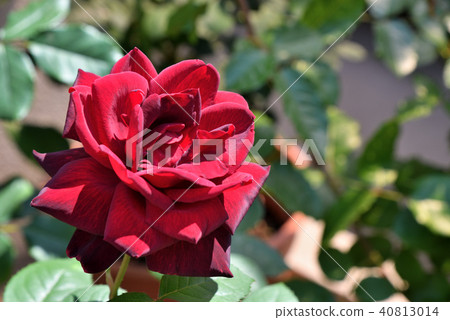 Rose (Oklahoma) 40813014
