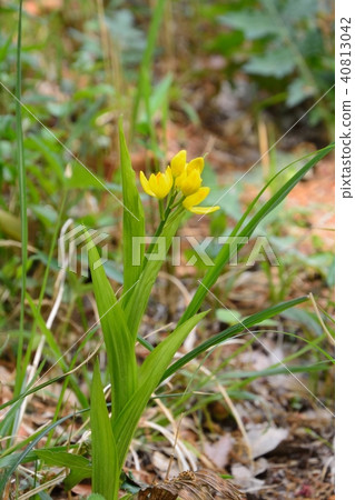 昆蘭黃色花 昆蘭黃色花 40813042