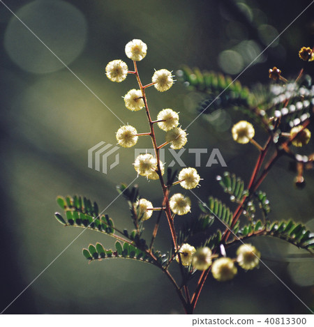 Australian Sunshine Wattle, Acacia terminalis Australian Sunshine Wattle, Acacia terminalis 40813300