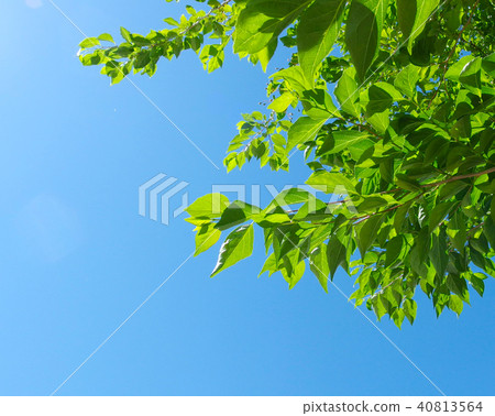 Wakaba和Aozora Street樹 40813564