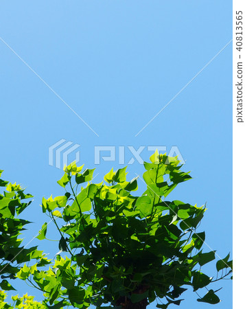 Wakaba and Aozora Street tree 40813565