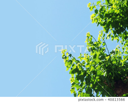 Wakaba和Aozora Street樹 40813566