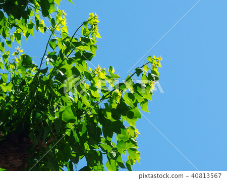 Wakaba和Aozora Street樹 40813567