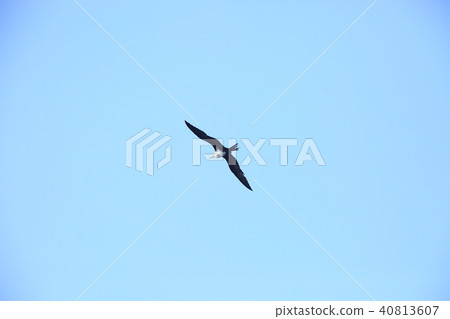 Cocoon crab 40813607