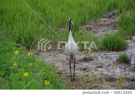 Parent and child of the crane Parent and child of the crane 40813889