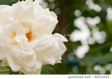 Rose (Fraukhar Dollschi) Rose (Fraukhar Dollschi) 40814483