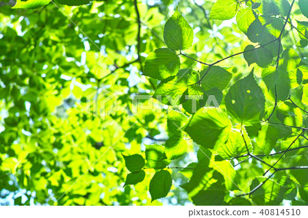 Winter summer image 40814510