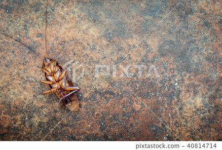 Dead cockroach 40814714