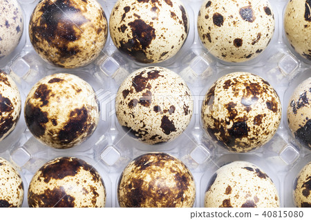 quail eggs in plastic carton quail eggs in plastic carton 40815080