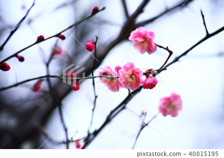 Red flower of flowers 40815195