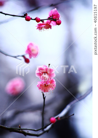 Red flower of flowers 40815197