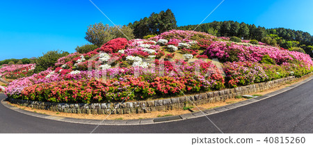 Nagakushiyama Azalea Festival [Kagamachi Town, Sasebo City, Nagasaki Prefecture] 40815260