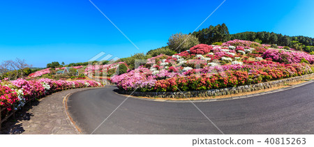 Nagakushiyama Azalea Festival [Kagamachi Town, Sasebo City, Nagasaki Prefecture] 40815263