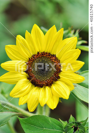 向日葵花台中台灣植物向日葵台灣向日葵 向日葵花台中台灣植物向日葵台灣向日葵 40815740