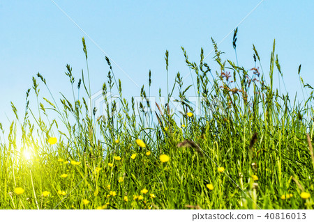 Meadow, grasses on a dyke Meadow, grasses on a dyke 40816013
