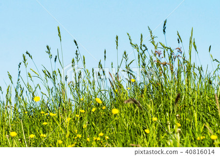 Meadow, grasses on a dyke Meadow, grasses on a dyke 40816014
