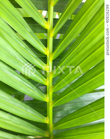 Green coconut leaves with many leaf 40816299