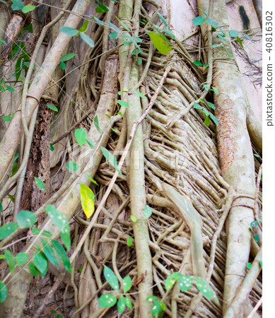Texture of Sacred Fig tree or Pipal tree's root 40816302