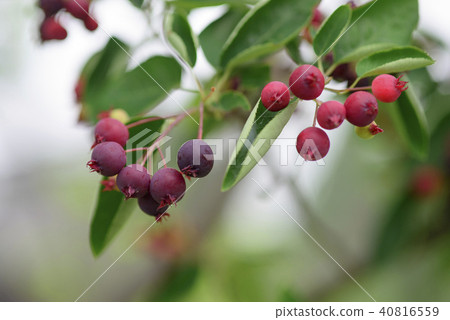 June Berry 1 June Berry 1 40816559