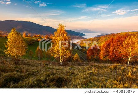 yellow trees on the edge of a hill in autumn 40816879