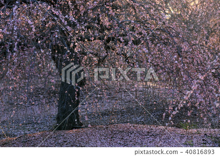 Flower scattering shitale plum Flower scattering shitale plum 40816893