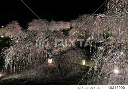 Lost of light up plum garden Lost of light up plum garden 40816900