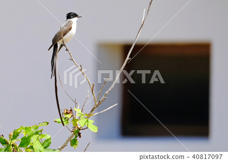 Beautiful Fork-tailed Flycatcher, tyrannus savana, perched on a branch, Uruguay 40817097