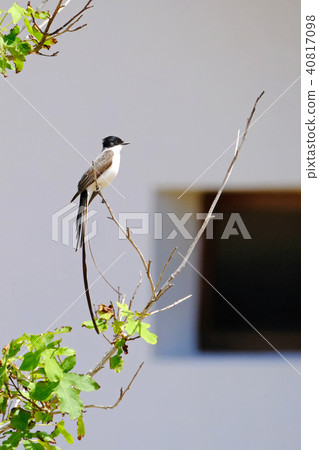 Beautiful Fork-tailed Flycatcher, tyrannus savana, perched on a branch, Uruguay 40817098