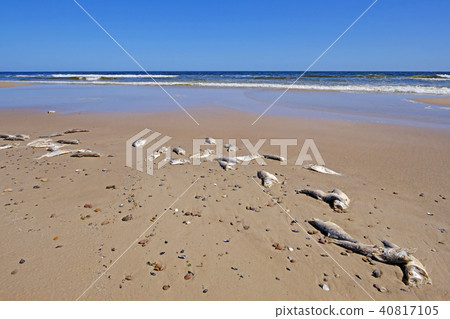 Dead fish on the beach, Uruguay, South America Dead fish on the beach, Uruguay, South America 40817105