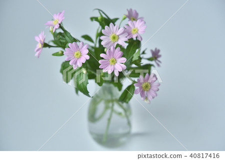 Miyako Wasure 40817416