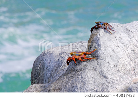 Beautiful Sally Lightfoot Crab, Grapsus grapsus, on rocks, Pacific Ocean Coast, Tocopilla, Chile Beautiful Sally Lightfoot Crab, Grapsus grapsus, on rocks, Pacific Ocean Coast, Tocopilla, Chile 40817458
