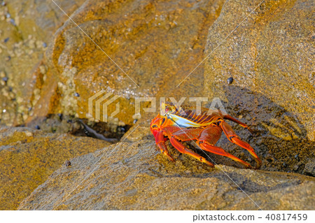 Beautiful Sally Lightfoot Crab, Grapsus grapsus, on rocks, Pacific Ocean Coast, Tocopilla, Chile Beautiful Sally Lightfoot Crab, Grapsus grapsus, on rocks, Pacific Ocean Coast, Tocopilla, Chile 40817459