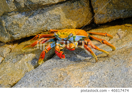 Beautiful Sally Lightfoot Crab, Grapsus grapsus, on rocks, Pacific Ocean Coast, Tocopilla, Chile Beautiful Sally Lightfoot Crab, Grapsus grapsus, on rocks, Pacific Ocean Coast, Tocopilla, Chile 40817474