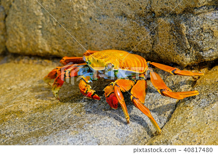 Beautiful Sally Lightfoot Crab, Grapsus grapsus, on rocks, Pacific Ocean Coast, Tocopilla, Chile 40817480