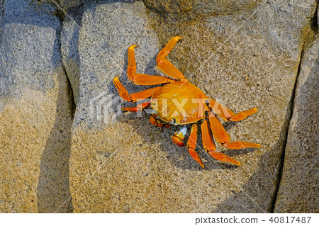 Beautiful Sally Lightfoot Crab, Grapsus grapsus, on rocks, Pacific Ocean Coast, Tocopilla, Chile 40817487