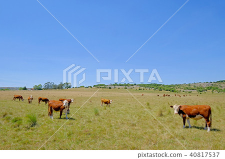 Nice herd of free range cows cattle on pasture, Uruguay Nice herd of free range cows cattle on pasture, Uruguay 40817537