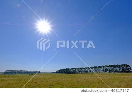 Plantation of Eucalyptus trees for paper or timber industry, Uruguay, South America 40817547