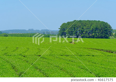 Beautiful green Mate tea plantation field in province Misiones, Argentina 40817575
