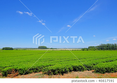 Beautiful green Mate tea plantation field in province Misiones, Argentina 40817591