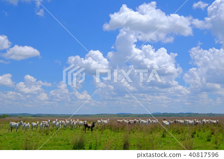 Nice herd of free range cows cattle on pasture, Paraguay 40817596