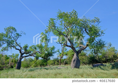 Beautiful huge ceiba trees, chorisia insignis, and landscape of Gran Chaco, Paraguay 40817680