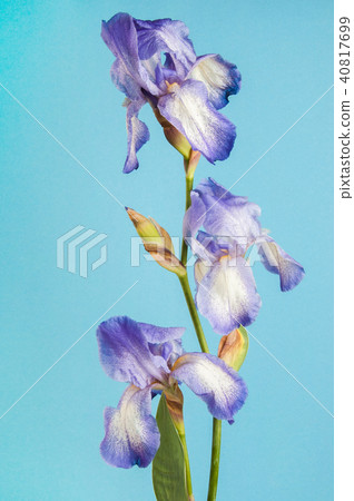Violet irise on blue background 40817699