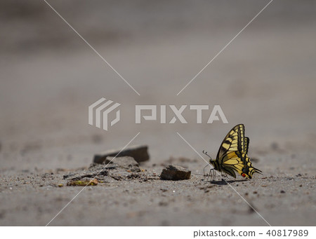 Old World swallowtail butterfly Papilio machaon perched on yellow flower with blurred background Old World swallowtail butterfly Papilio machaon perched on yellow flower with blurred background 40817989