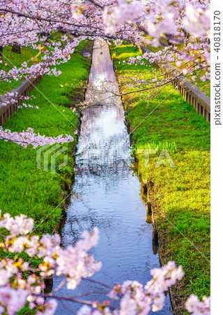 Cherry blossoms blooming along the river full bloom 40818170