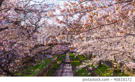 Cherry blossoms blooming along the river full bloom 40818172